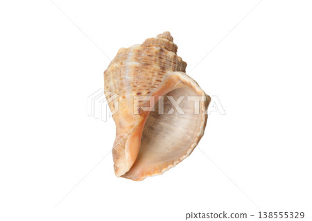 Beige seashell showing details and curves from beach, PNG Beige seashell showing details and curves from beach, PNG 138555329