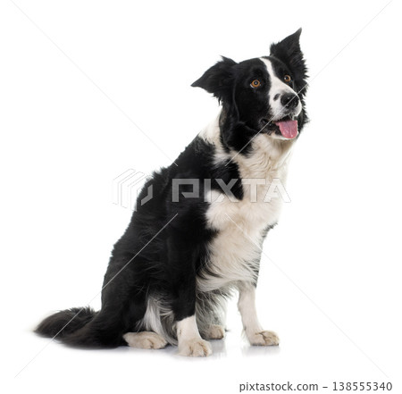 black and white border collie black and white border collie 138555340