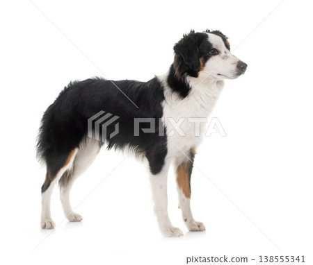 miniature australian shepherd miniature australian shepherd 138555341