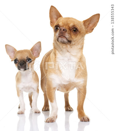 adult and puppy shorthair chihuahua 138555343