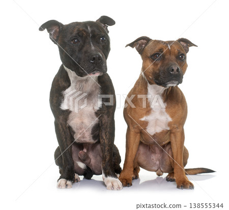 two staffordshire bull terrier two staffordshire bull terrier 138555344