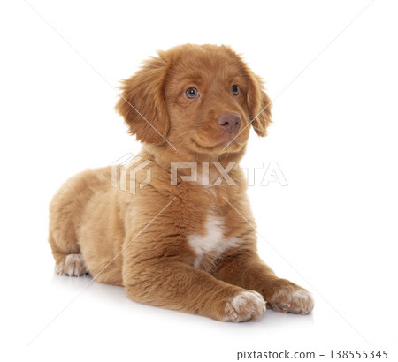 puppy Nova Scotia Duck Tolling Retriever 138555345