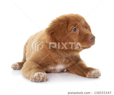 puppy Nova Scotia Duck Tolling Retriever 138555347