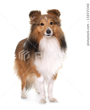 young shetland dog 138555348