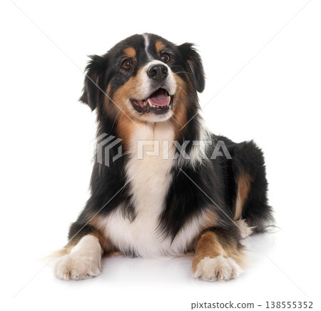 tricolor australian shepherd tricolor australian shepherd 138555352