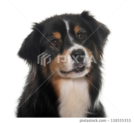 tricolor australian shepherd 138555353