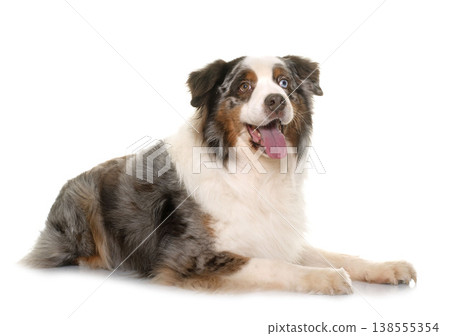 brown australian shepherd brown australian shepherd 138555354