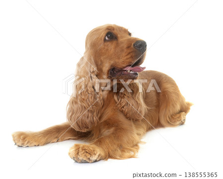 cocker spaniel in studio cocker spaniel in studio 138555365