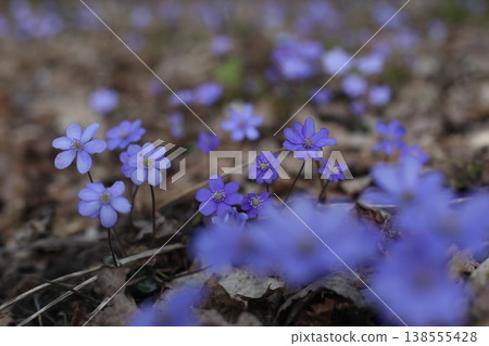 purple Wildflowers Blooming Softly in Early Spring Forest. close up of early spring flower crocus and snowdrops in natural environment, flower macro portrait purple Wildflowers Blooming Softly in Early Spring Forest. close up of early spring flower crocus and snowdrops in natural environment, flower macro portrait 138555428