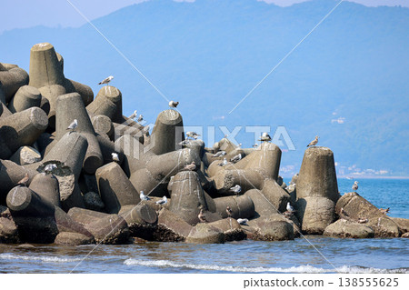 Many seagulls swarming around the tetrapods Many seagulls swarming around the tetrapods 138555625