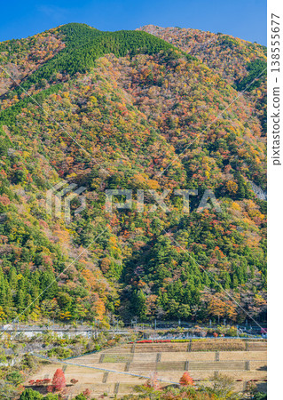靜岡縣川根町長島水壩附近的秋葉 靜岡縣川根町長島水壩附近的秋葉 138555677