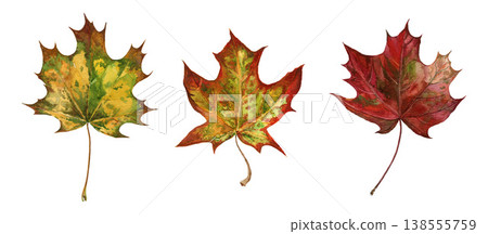 Autumn maple leaves set hand-painted watercolor illustration isolated on white background. Warm fall colors, botanical elements for seasonal design, packaging, invitations and cozy decor 138555759
