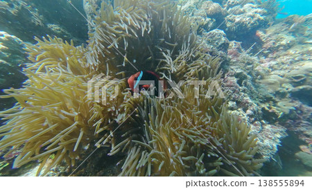Coral reef and Clown fish in tropical sea Coral reef and Clown fish in tropical sea 138555894