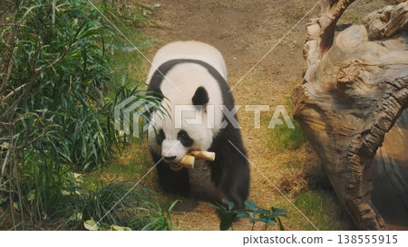 Cute giant panda bear walking Cute giant panda bear walking 138555915