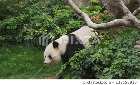 Cute giant panda bear walking Cute giant panda bear walking 138555916
