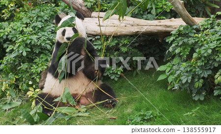 Cute giant panda bear eating bamboo Cute giant panda bear eating bamboo 138555917