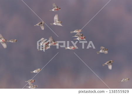 Flock of Benniwa Flock of Benniwa 138555929