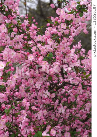 海棠花盛開-2026年4月 海棠花盛開-2026年4月 138556197