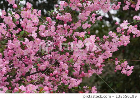 Crabapple blossoms in full bloom - April 2026 138556199