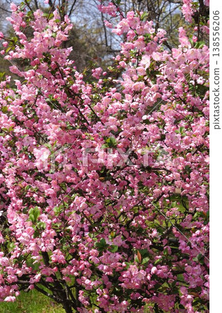 海棠花盛開－2026年4月 138556206