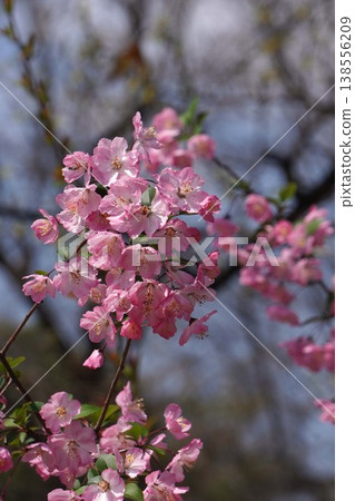 海棠花盛開－2026年4月 138556209