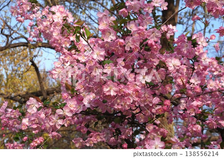 Crabapple blossoms in full bloom - April 2026 Crabapple blossoms in full bloom - April 2026 138556214