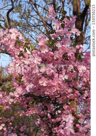 海棠花盛開－2026年4月 138556215