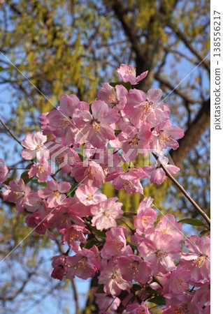 Crabapple blossoms in full bloom - April 2026 Crabapple blossoms in full bloom - April 2026 138556217