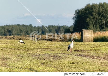 Two white storks (Ciconia ciconia) foraging in mown agricultural field with large round hay bale at golden hour. Two white storks (Ciconia ciconia) foraging in mown agricultural field with large round hay bale at golden hour. 138556268