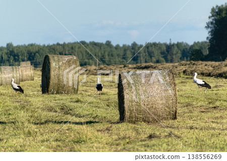 Group of white storks (Ciconia ciconia) foraging in mown agricultural field with multiple round hay bales and forest in the background. Group of white storks (Ciconia ciconia) foraging in mown agricultural field with multiple round hay bales and forest in the background. 138556269