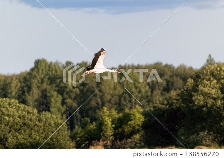 White stork (Ciconia ciconia) flying with spread wings over lush green forest. White stork (Ciconia ciconia) flying with spread wings over lush green forest. 138556270