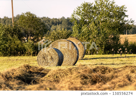 Round hay bales in a harvested field with a flock of small birds flying by. Round hay bales in a harvested field with a flock of small birds flying by. 138556274