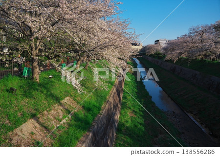 山崎河盛開 山崎河盛開 138556286