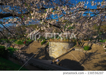 山崎河盛開 山崎河盛開 138556287