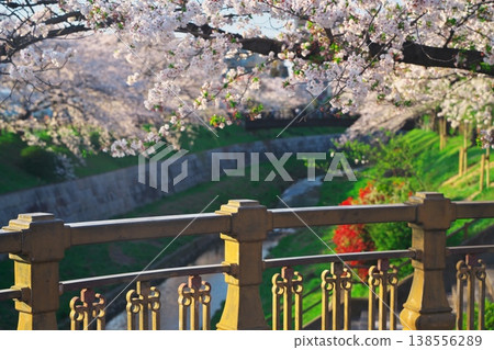 Cherry blossoms in full bloom along the Yamazaki River Four Seasons Path 138556289
