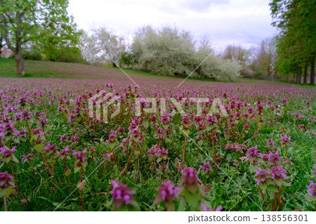 spring landscape with the blossoming meadow spring landscape with the blossoming meadow 138556301