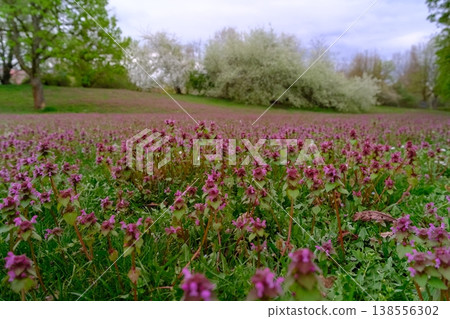 spring landscape with the blossoming meadow spring landscape with the blossoming meadow 138556302