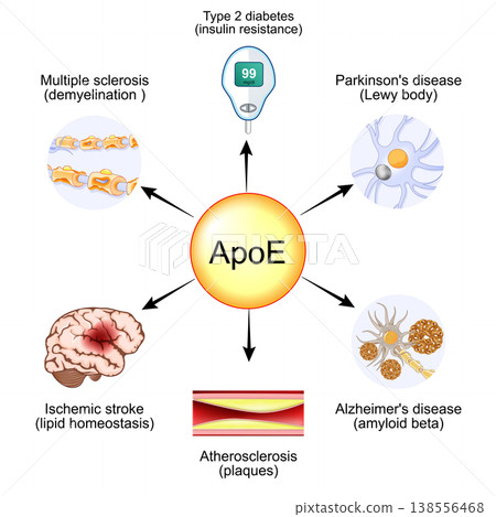 Apolipoprotein E. ApoE and Lipid homeostasis.. Apo-E protein Apolipoprotein E. ApoE and Lipid homeostasis.. Apo-E protein 138556468
