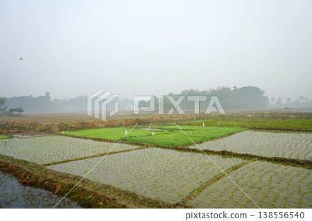 Vibrant Green Rice Paddy Field Seedlings in Waterlogged Rural Landscape Under Misty Morning Sky Vibrant Green Rice Paddy Field Seedlings in Waterlogged Rural Landscape Under Misty Morning Sky 138556540