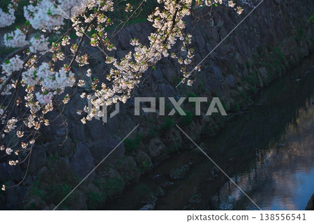 夕陽西下，映照著山崎川兩岸的櫻花。 138556541