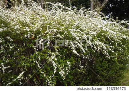 Spiraea flowers, March 2026 Spiraea flowers, March 2026 138556573