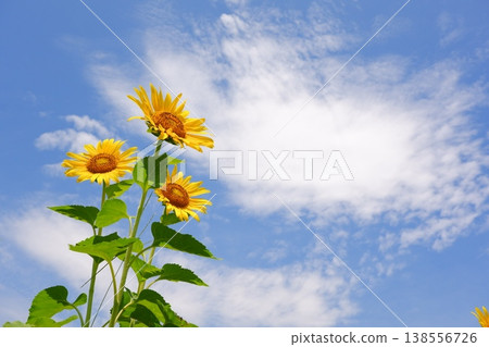 向日葵－湛藍的天空和向著太陽盛開的向日葵，營造出夏日假期的景象。 138556726