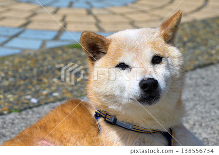 一隻表情平靜的老年柴犬正在享受陽光。 138556734