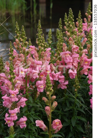 Snapdragon flowers, April 2026 138557036