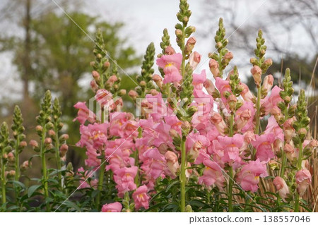 Snapdragon flowers, April 2026 Snapdragon flowers, April 2026 138557046