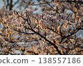 Cherry blossoms in full bloom, illuminated by the spring sunset. 138557186