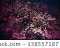 Cherry blossoms in full bloom fill the night sky. 138557187