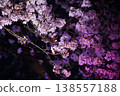 Cherry blossoms illuminated in the darkness of night 138557188