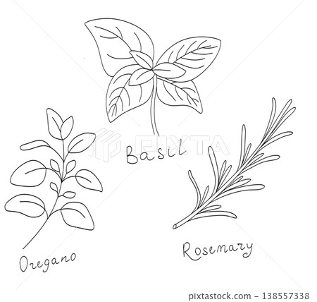 Culinary herbs line art set: basil, oregano, rosemary, parsley, thyme, and mint. Hand drawn botanical illustrations. Culinary herbs line art set: basil, oregano, rosemary, parsley, thyme, and mint. Hand drawn botanical illustrations. 138557338