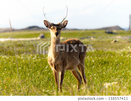 A landscape with Hokkaido deer on the Notsuke Peninsula in Hokkaido A landscape with Hokkaido deer on the Notsuke Peninsula in Hokkaido 138557411